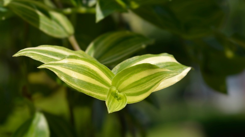 close up of yellow hill folliage