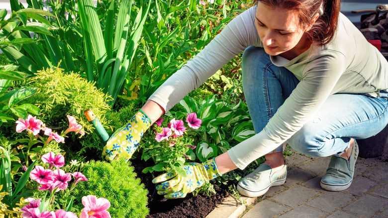 A woman is planting colorful flowers in her garden bed