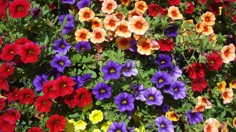 A grouping of Superbells are shown in red, purple, yellow, and coral/orange hues in a garden