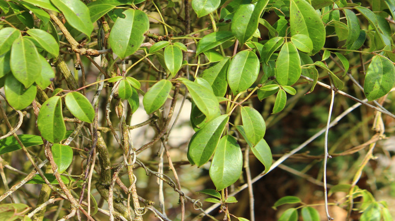 The textural leaves of the sausage vine.
