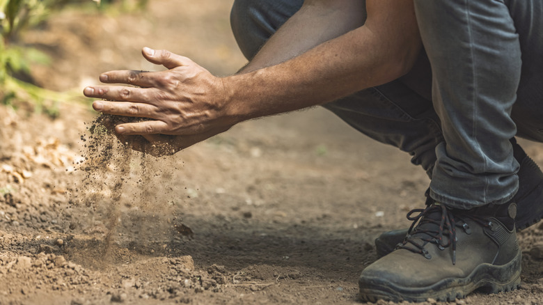 man checking soil quality