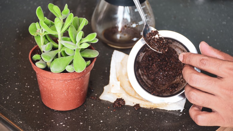 person with coffee ground paste