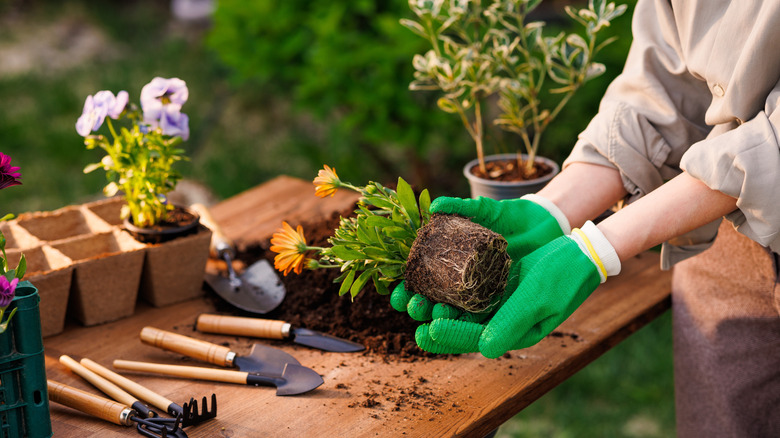 Woman working with small plants in a garden