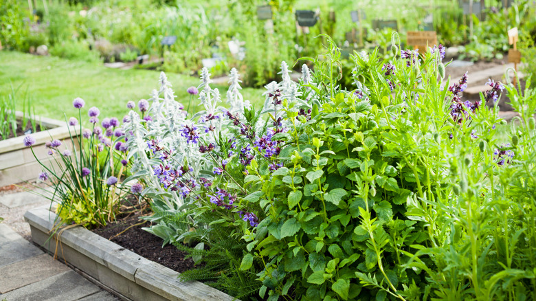 Herbs growing in garden