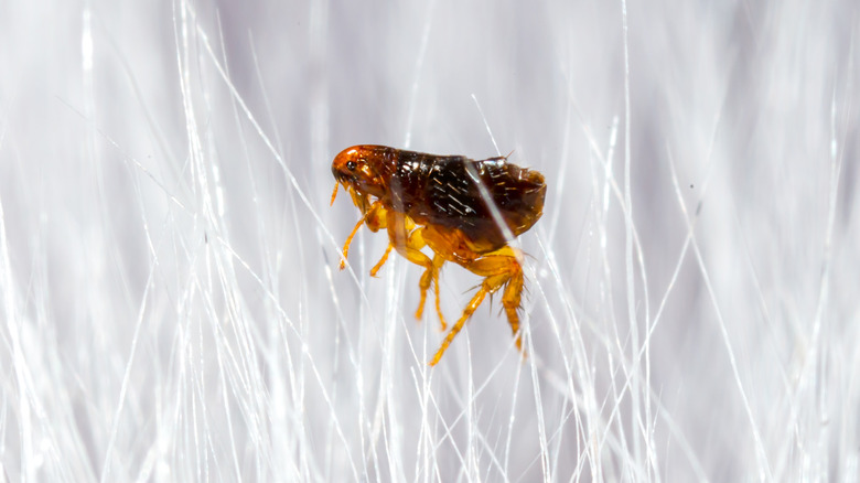 A flea in white fur 