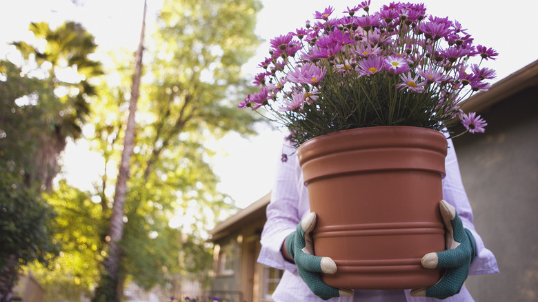 Person holding planter filled with flowers