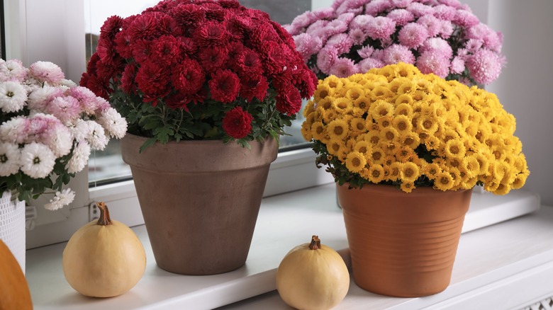 Red and pink chrysanthemum plants