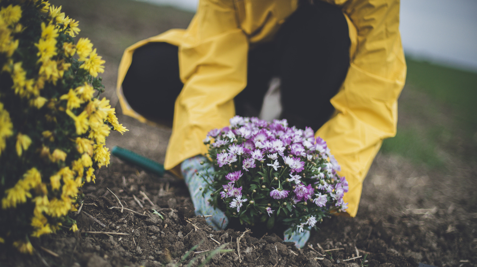 Add This Beautiful Flower To Your Garden To Keep Ants Away Naturally