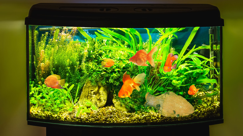 Aquarium tank full of fish