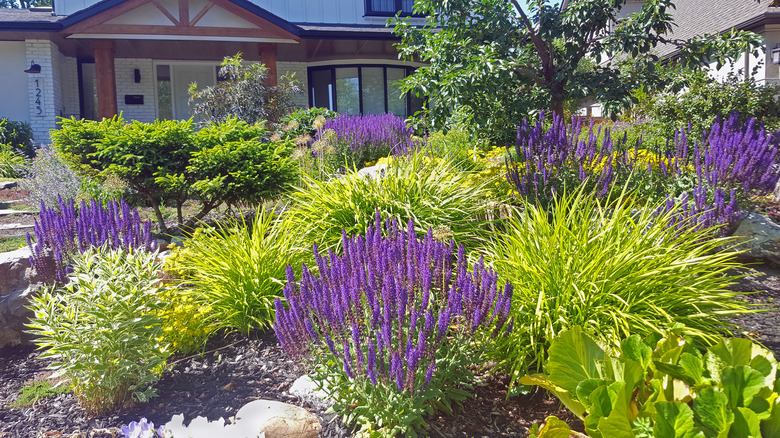 Several varieties of ornamental grass growing in a yard in front of a house