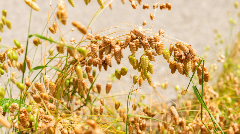 A bed of golden-hued greater quaking grass in the sunlight