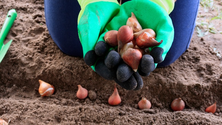 person planting flower bulbs