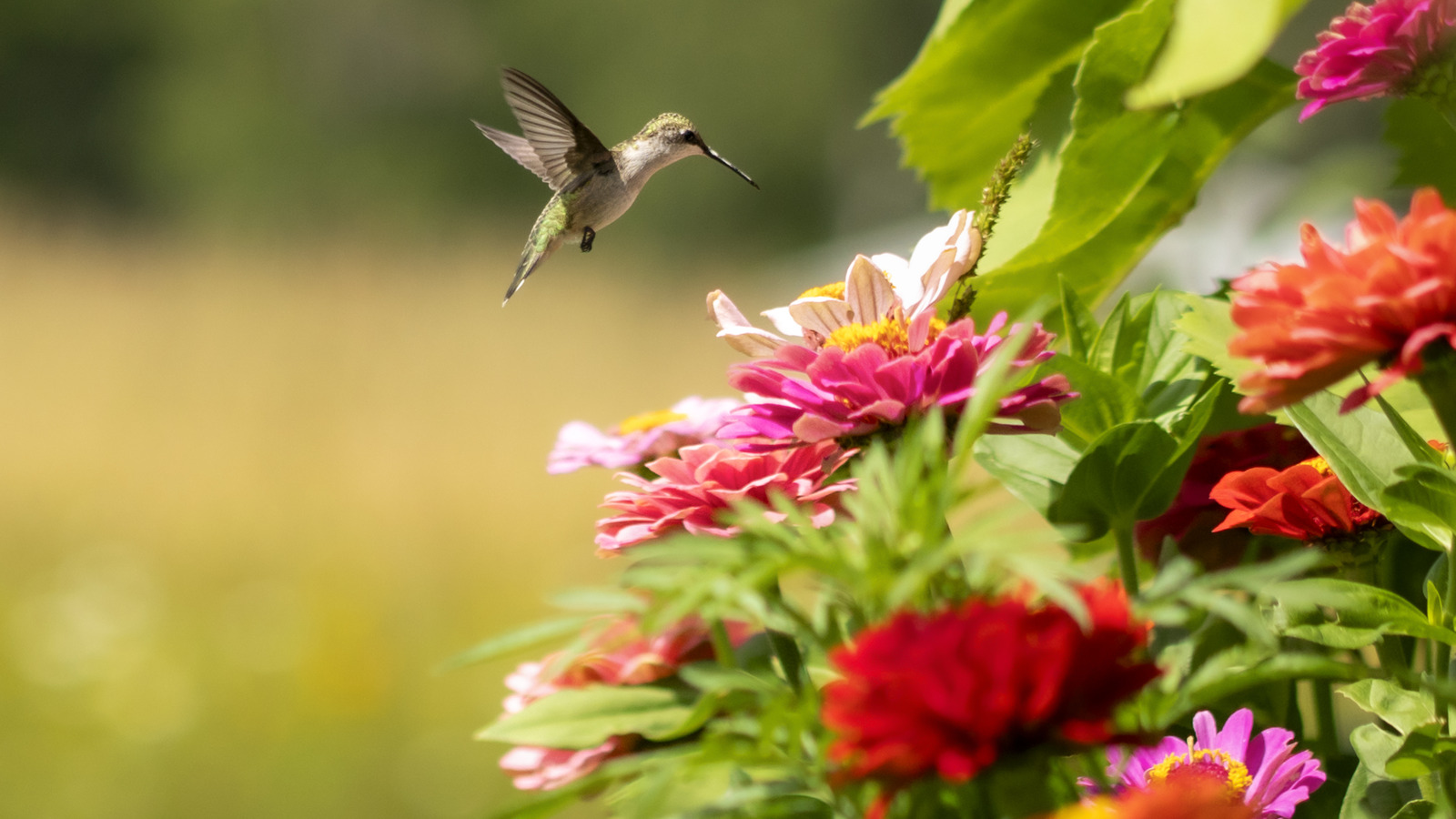 Plant This Flower In Your Garden And You Won't Have To Buy Birdseed Again