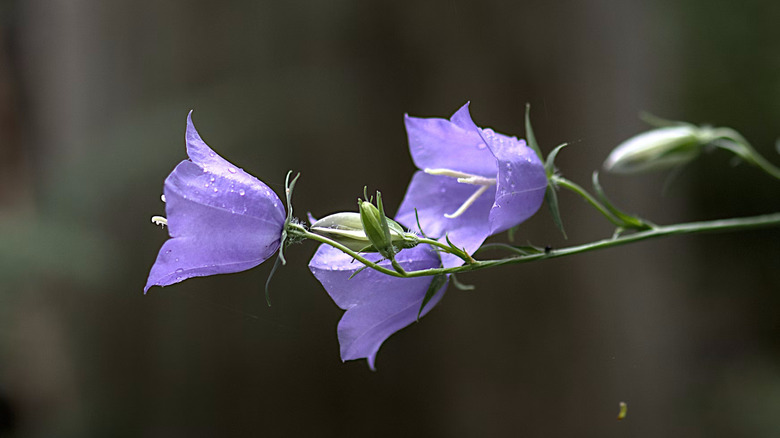 Blooms on creeping bellflower