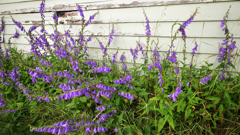 Creeping bellflower patch near house