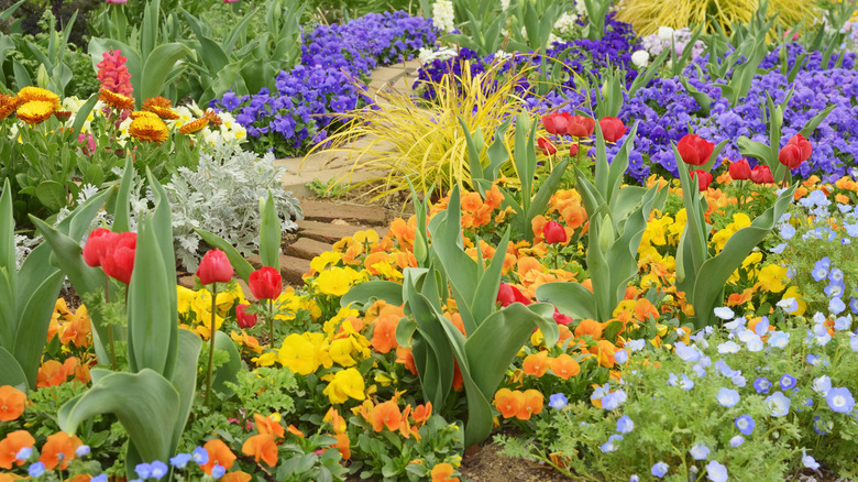 colorful garden in bloom