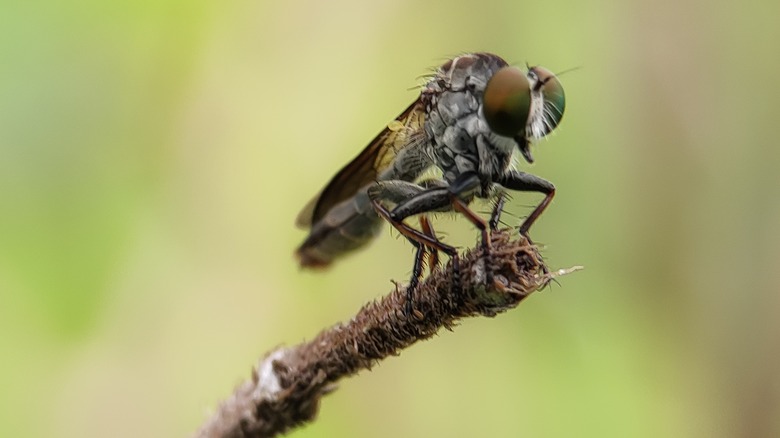 fly on small branch 