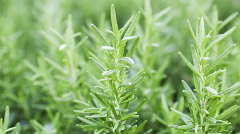 rosemary plant 