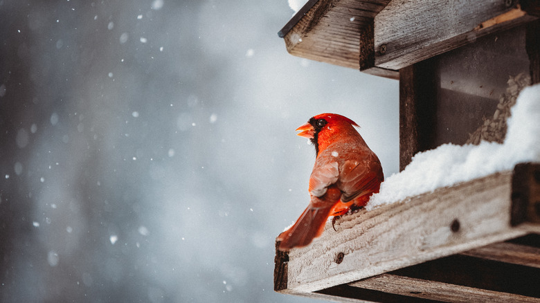 cardinal in winter bird feeder