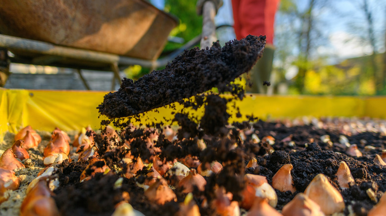 Shovel adding compost to a bed of tulip bulbs
