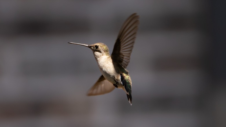 hummingbird hovering near home