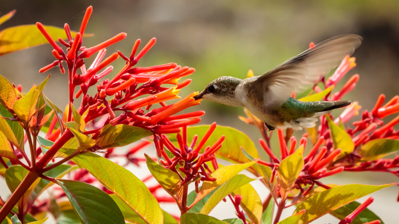 Hummingbird feeding from firebush