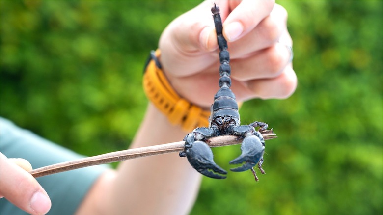 Person holding scorpion on stick