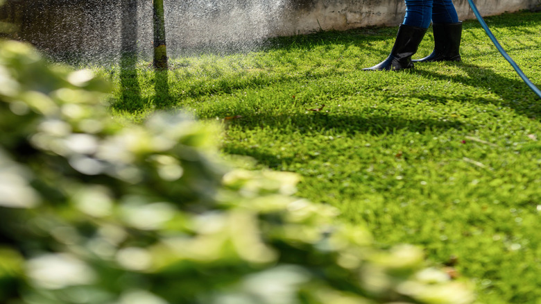 woman misting edge of lawn with hose