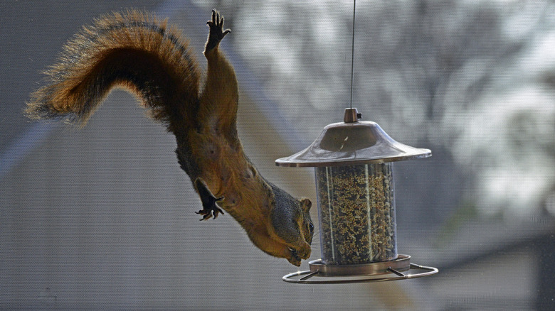 squirrel on bird feeder