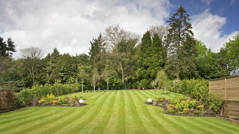 Sprawling green lawn with shrubs