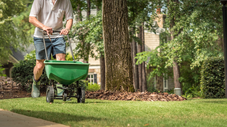 Man spreads gypsum with manual seeder