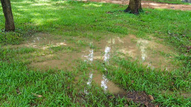 Soggy lawn with trees