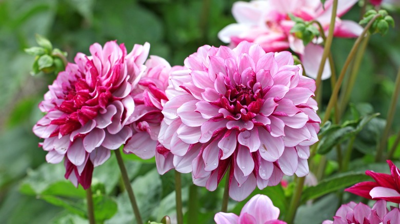 Pink dahlias in garden