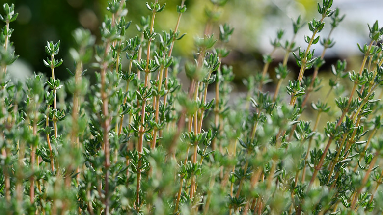 Growing thyme in garden