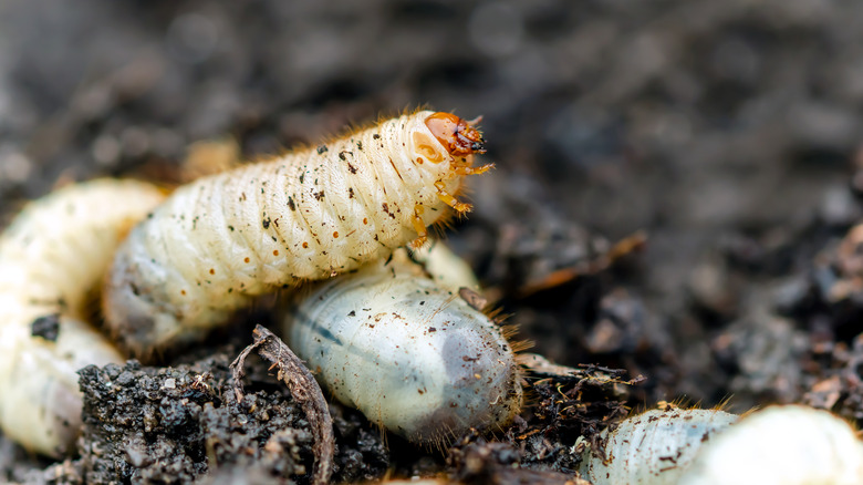 Maggot in garden