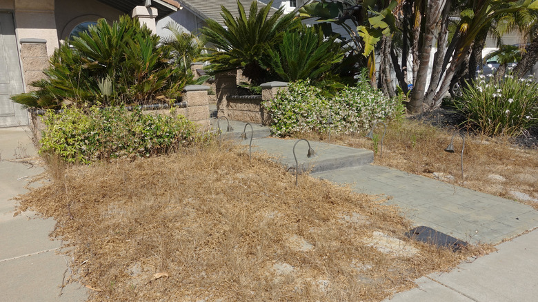 dead lawn