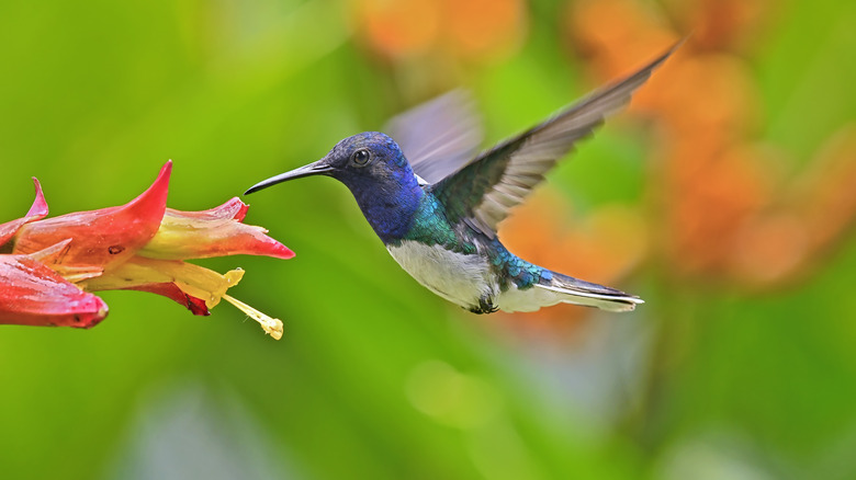 hummingbird drinking from orange flower