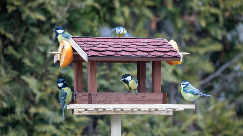 Birds at bird feeder