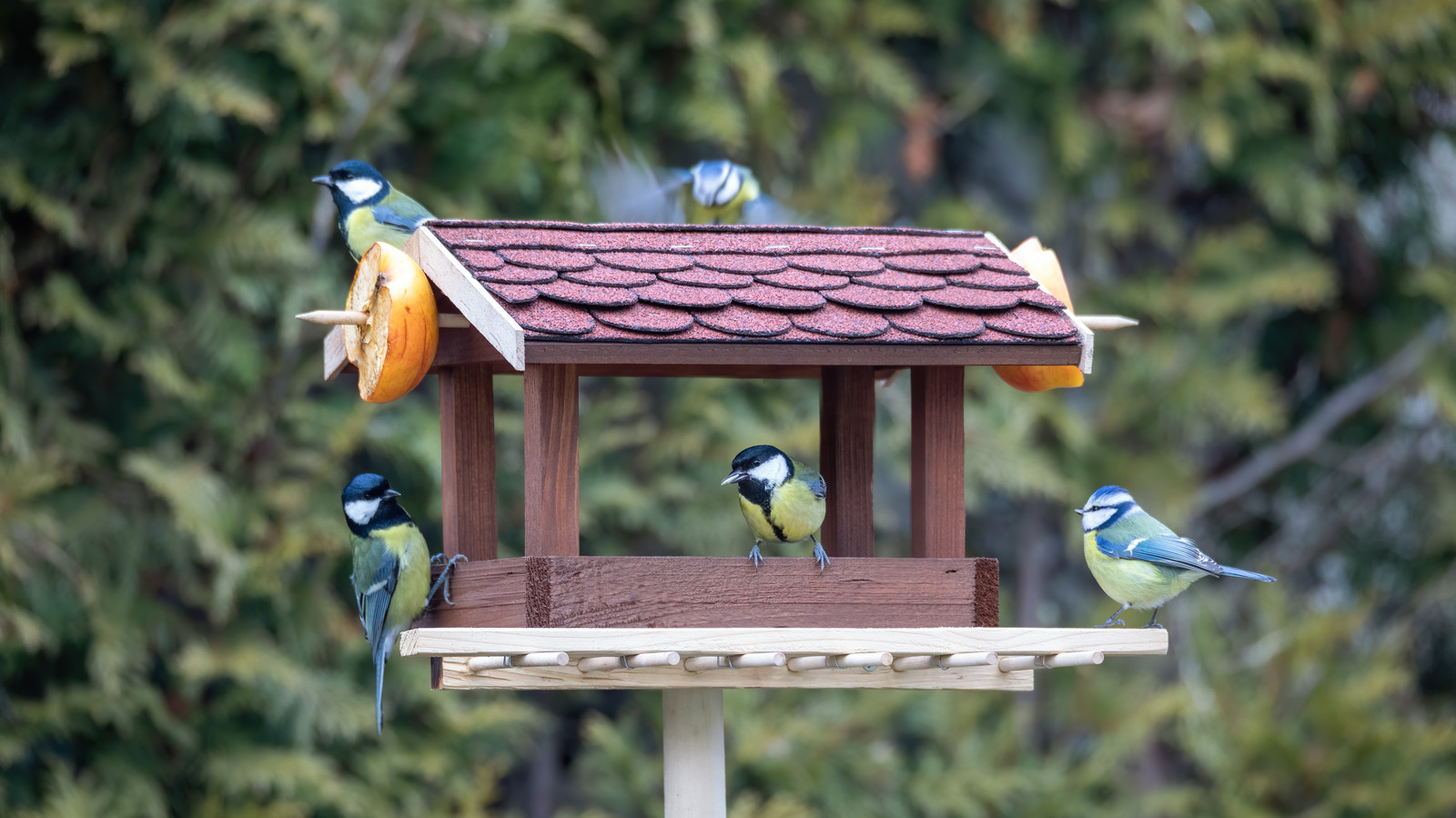 Adding This Sweet Ingredient To Your Bird Feeder Can Cause Major Problems
