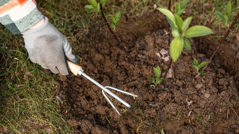 Gardener loosening soil around a hydrangea with a garden fork.