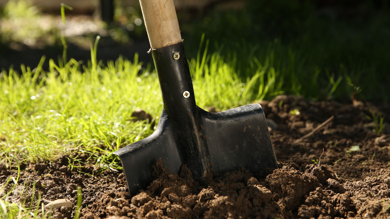 A closeup of a shovel sticking out of ground on a sunny day.
