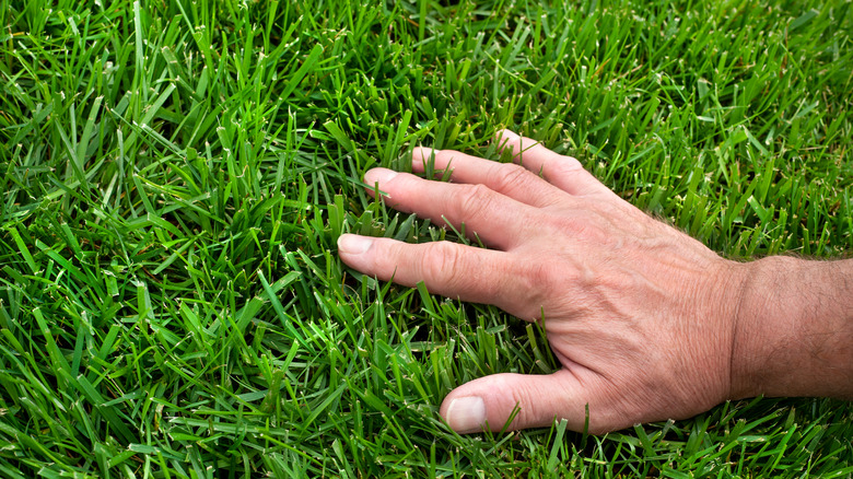 hand touching beautiful lawn