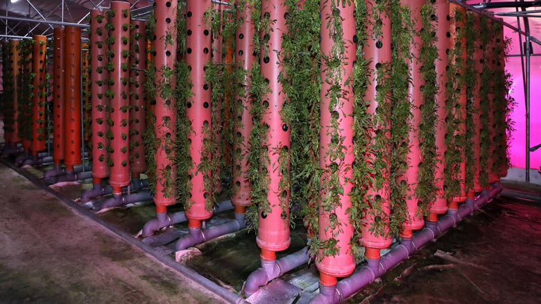 An aeroponic growing system