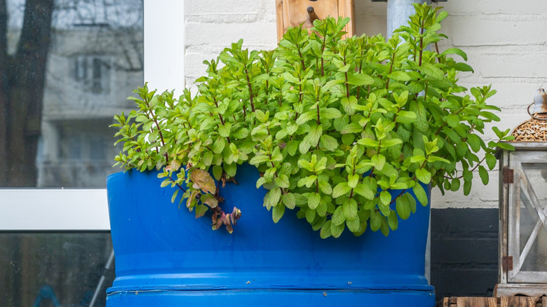 Self-wicking garden system