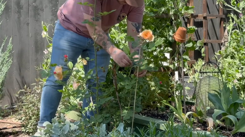 Gardener clamping a flower to a long Dollar Tree skewer.
