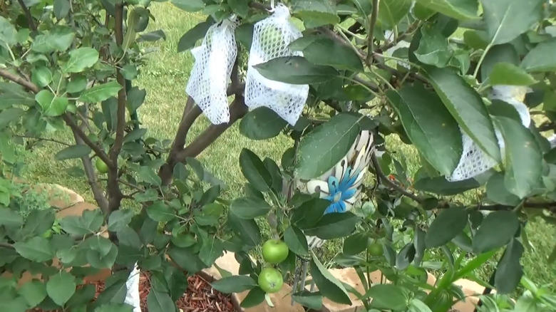 White mesh laundry bags surrounding apples on a young apple tree.