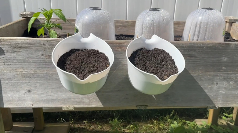 Two white plastic mix bowls filled with soil hanging off the side of a wooden raised bed.
