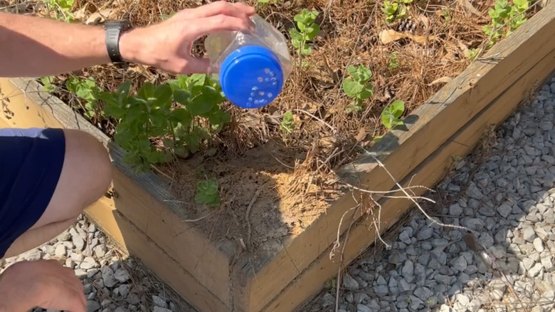 Gardener holding a clear plastic container with holes punched in the lid, getting ready to pour a supplement on the garden.
