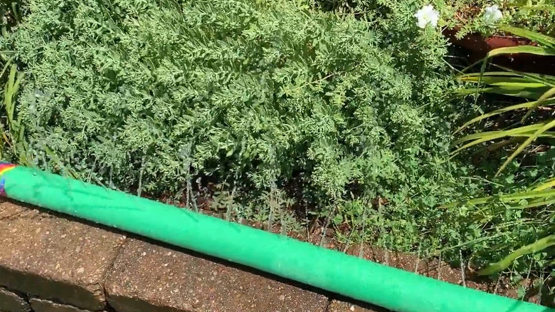 Green pool noodle with holes poked in it acting as a sprinkler along a garden bed.