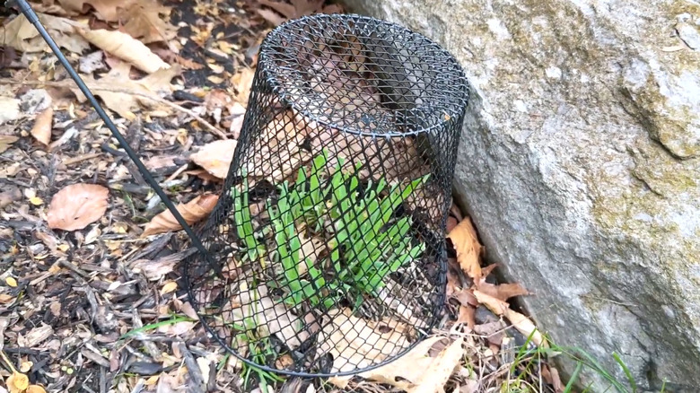 Black mesh trash can from Dollar Tree turned upside down to cover a plant next to a large rock.